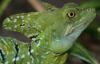 Basiliscus Maximus